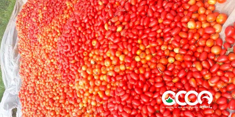 Empresarios agrícolas de Ocoa piden Agricultura mejor oferta para compra de sus vegetales