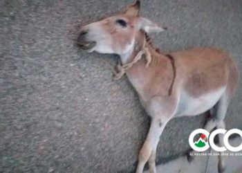 VIDEO: Cinco personas salen ilesas en accidente con animal en carretera Ocoa-Cruce