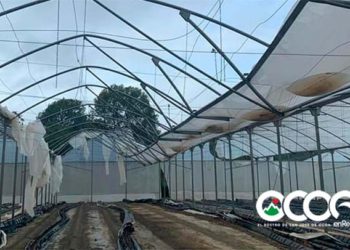 Vientos de tormenta Isaías provocan daños en Ocoa