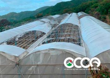 Vientos de tormenta Isaías afectan invernaderos de comunidad agrícola El Pinar