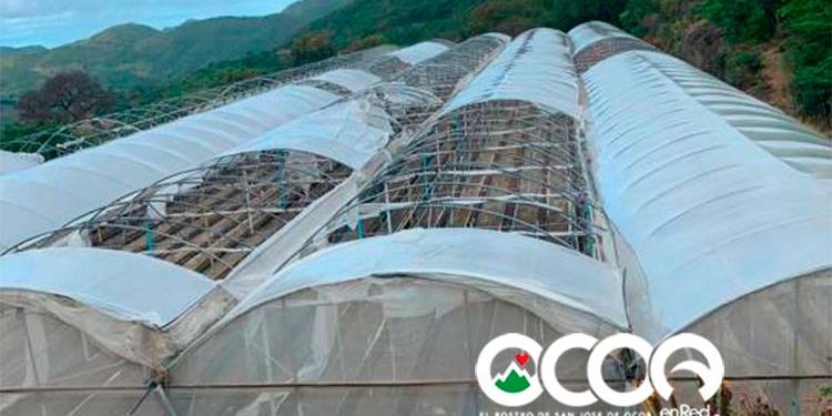 Vientos de tormenta Isaías afectan invernaderos de comunidad agrícola El Pinar