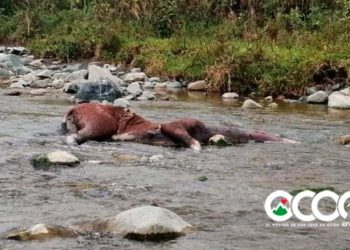 VIDEO: Mueren caballos en Nizao después de   días amarrados  sin comer ni beber agua