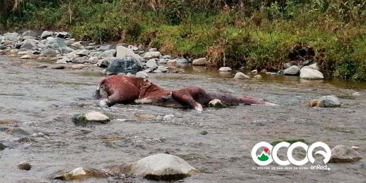 VIDEO: Mueren caballos en Nizao después de   días amarrados  sin comer ni beber agua