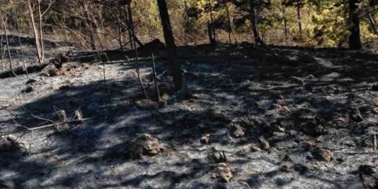 Los Calimetes en Elías Piña y Loma Redonda en Ocoa; depredada por una sola familia
