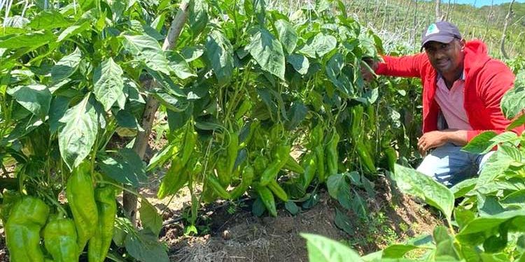 Con 160 mil libras de Ají Cubanela Semanales El Pinar se convierte en el mayor productor del país