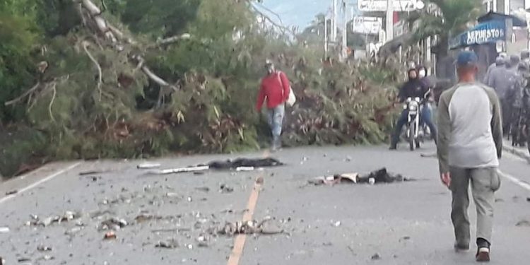 Por constantes apagones tumban árboles y lanzan escombros en carretera Ocoa-Sabana Larga