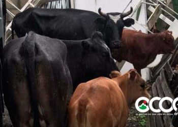 Ayuntamiento de Ocoa retiene animales en las vías públicas para evitar accidentes de tránsito