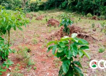 Eliminan 2,000 matas de aguacate en Sierra de Bahoruco