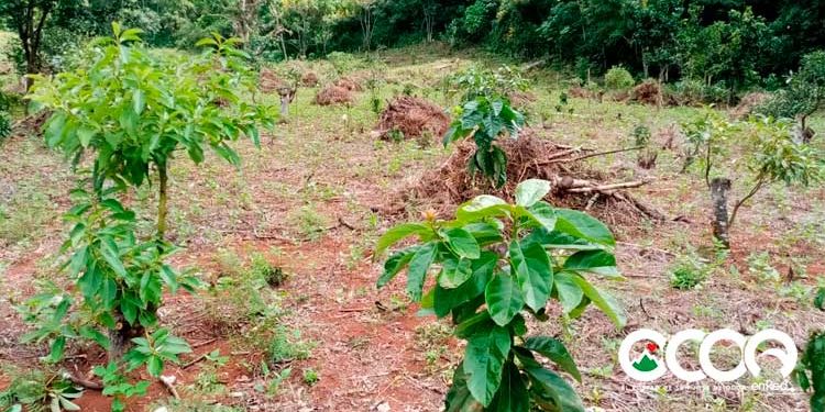 Eliminan 2,000 matas de aguacate en Sierra de Bahoruco