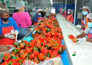 Productores de Ocoa exportarán cuatro millones libras de pimiento morrón