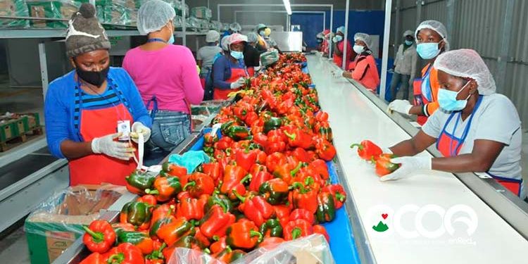 Productores de Ocoa exportarán cuatro millones libras de pimiento morrón