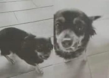 Ofrecen recompensa por mascota extraviada en Sabana Larga