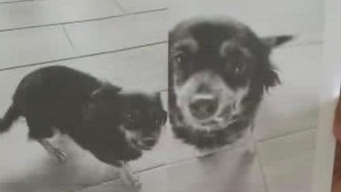 Ofrecen recompensa por mascota extraviada en Sabana Larga