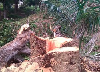 Notifican empresario por daños medioambientales en zona de Parra