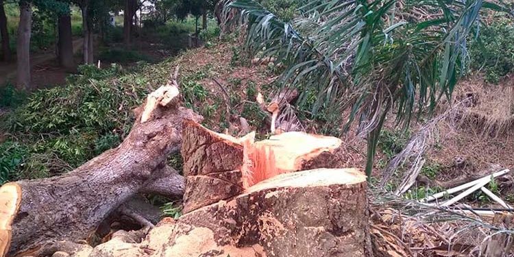 Notifican empresario por daños medioambientales en zona de Parra