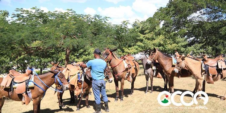 Medio Ambiente dona mulos y motocicletas para reforzar vigilancia del Parque Nacional Luis Quin