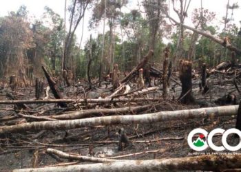 Día Mundial del Medio Ambiente 2021, inicio del Decenio de las Naciones Unidas sobre la Restauración de los Ecosistemas