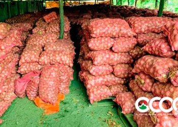 VIDEO: Unos 200 mil quintales de cebollas a punto de perderse en La Horma por falta de mercado