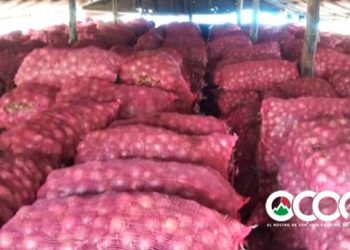 Banco de Alimentos pide agricultores donar cebollas en vez de botarlas
