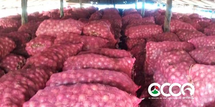 Banco de Alimentos pide agricultores donar cebollas en vez de botarlas