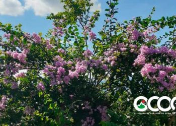 La trinitaria violeta