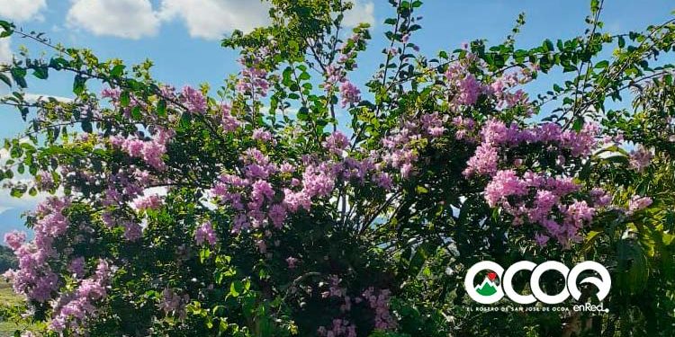 La trinitaria violeta