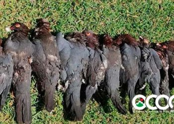 Agentes del SENPA apresan cazadores de palomas en la Isleta del El Pinar