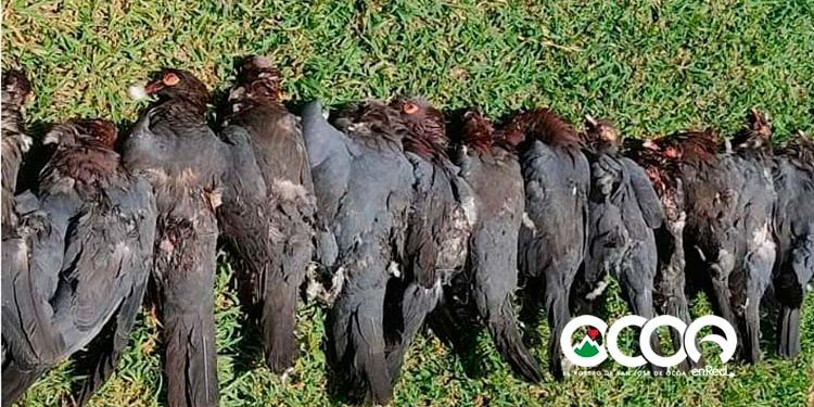 Agentes del SENPA apresan cazadores de palomas en la Isleta del El Pinar