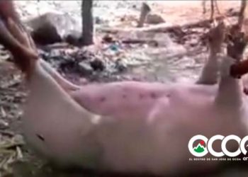 Unos 50 cerdos han muertos en Ocoa; se sospecha fiebre porcina africana