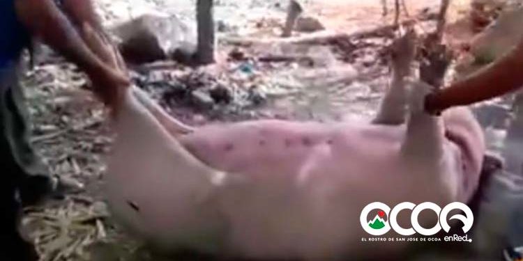 Unos 50 cerdos han muertos en Ocoa; se sospecha fiebre porcina africana