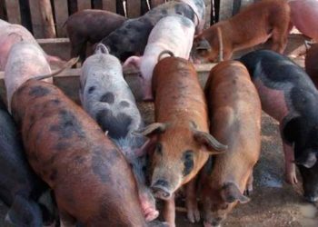 FAO alerta América Latina y el Caribe sobre peste porcina africana en RD