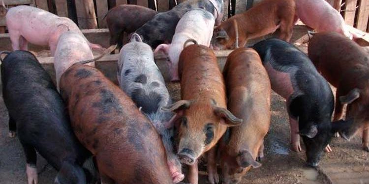 FAO alerta América Latina y el Caribe sobre peste porcina africana en RD