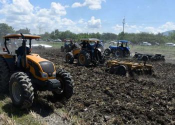 Agricultura prepara 190 mil tareas de tierra para siembra masiva de habichuela en región Suroeste