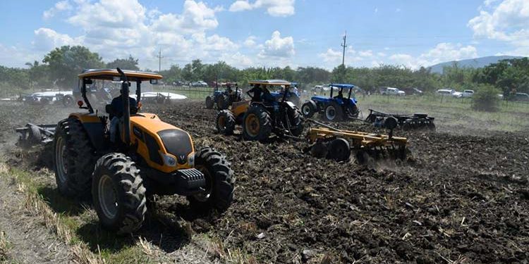 Agricultura prepara 190 mil tareas de tierra para siembra masiva de habichuela en región Suroeste