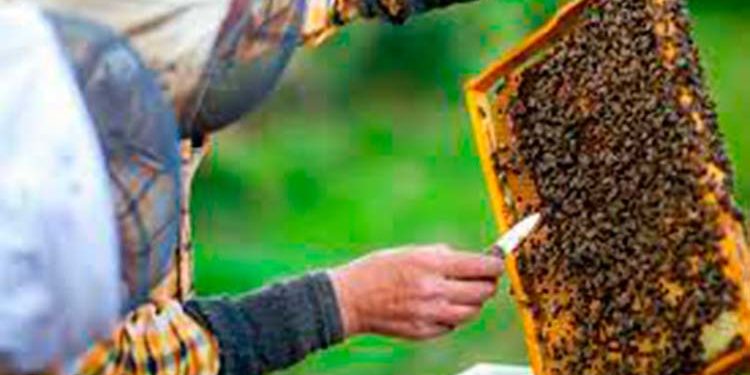 Apicultores de Palo de Caja piden intervención Ministerio Agricultura por instalación ilegal de apiario
