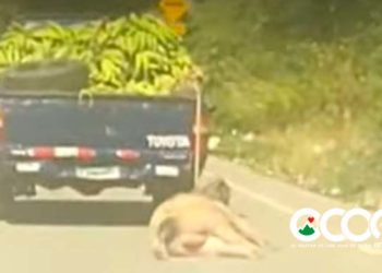 VIDEO: Abuso animal, arrastran animal en carretera Ocoa-Cruce