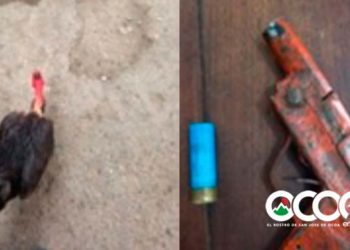 El Pinar: Apresan a “Patatu” y “Leandre” acusados de robar dos gallos y portar una “chilena”
