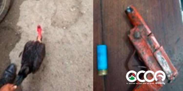 El Pinar: Apresan a “Patatu” y “Leandre” acusados de robar dos gallos y portar una “chilena”