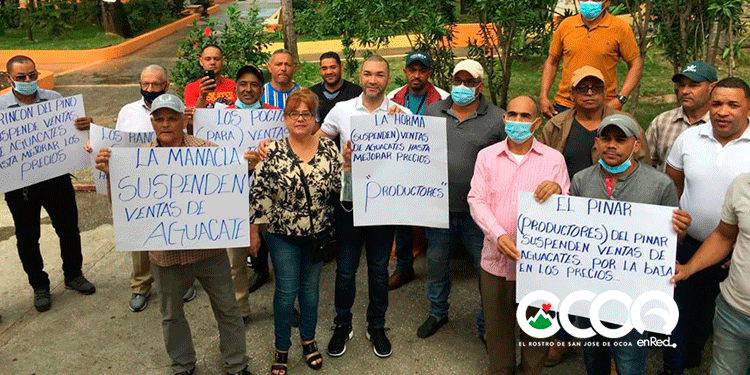 Productores aguacates de Ocoa: “A nosotros nos compran a 25 pesos y  exportadores venden a 3 dólares”