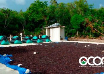 APEC, Fundación Grupo Puntacana y empresa israelí generan biogás a partir de la codigestión del sargazo y residuos de cocina