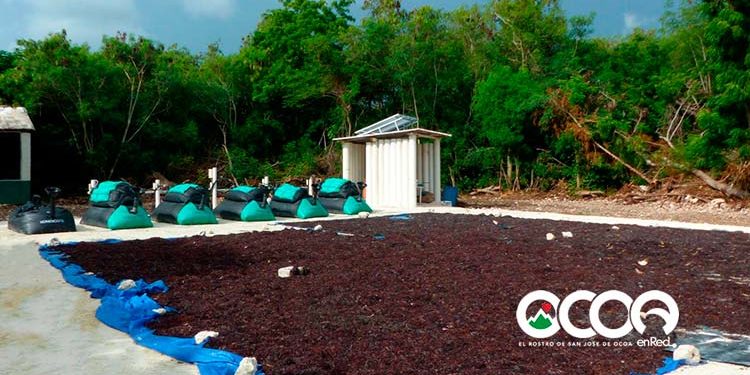 APEC, Fundación Grupo Puntacana y empresa israelí generan biogás a partir de la codigestión del sargazo y residuos de cocina