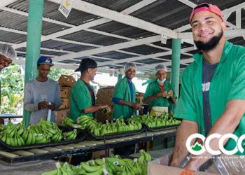 Edesur interconecta más de 300 exportadores de banano en Azua, llevaban 20 años usando plantas eléctricas