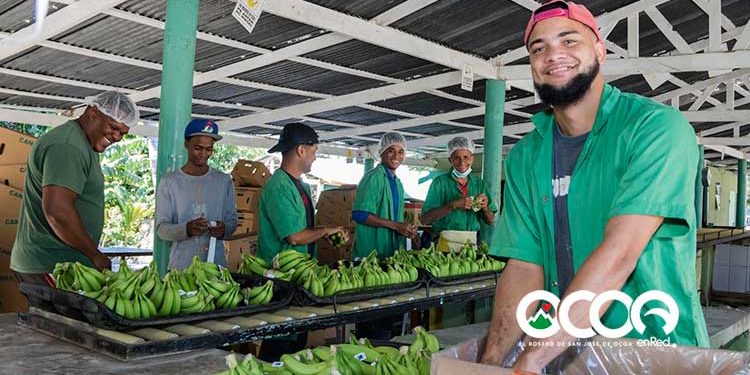 Edesur interconecta más de 300 exportadores de banano en Azua, llevaban 20 años usando plantas eléctricas