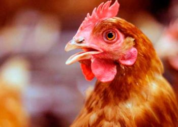 Tribunal condena hombre a un año por violar una gallina