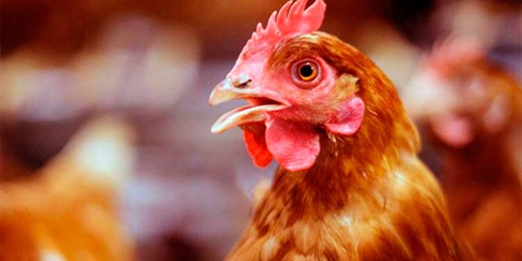 Tribunal condena hombre a un año por violar una gallina