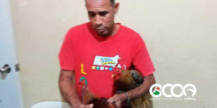 Tres meses medida de coerción hombre acusado robo de 100 gallos