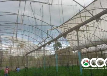 VIDEO: Nube cumulonimbus sorprende munícipes de Rancho Arriba; causa daños infraestructura de invernaderos
