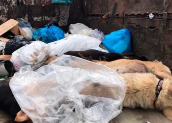 Encuentran 15 perros aparentemente envenenados en el sector San Luis