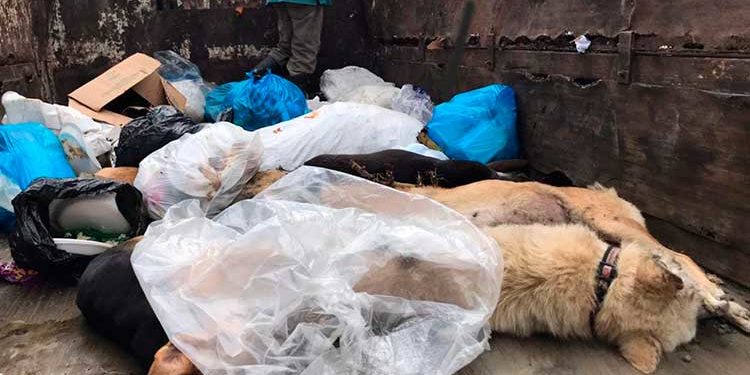 Encuentran 15 perros aparentemente envenenados en el sector San Luis