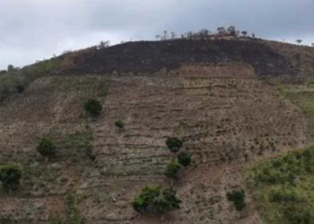 Los aguacates sustituyen el legado del Padre Luis Quinn en lomas de Ocoa y Peravia